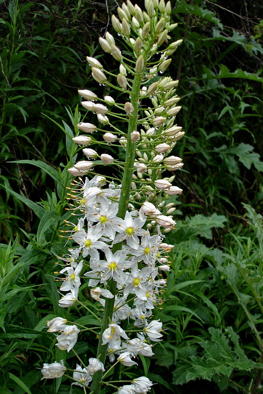 Image of Eremurus robustus specimen.