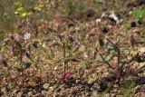 Cerastium pseudobulgaricum. Цветущие и плодоносящие растения. ЮВ Крым, Карадаг, хр. Карагач. 19 апреля 2013 г.