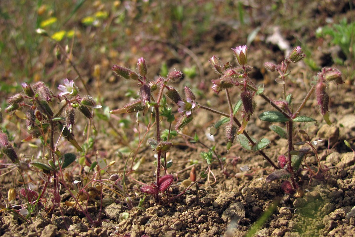 Изображение особи Cerastium pseudobulgaricum.