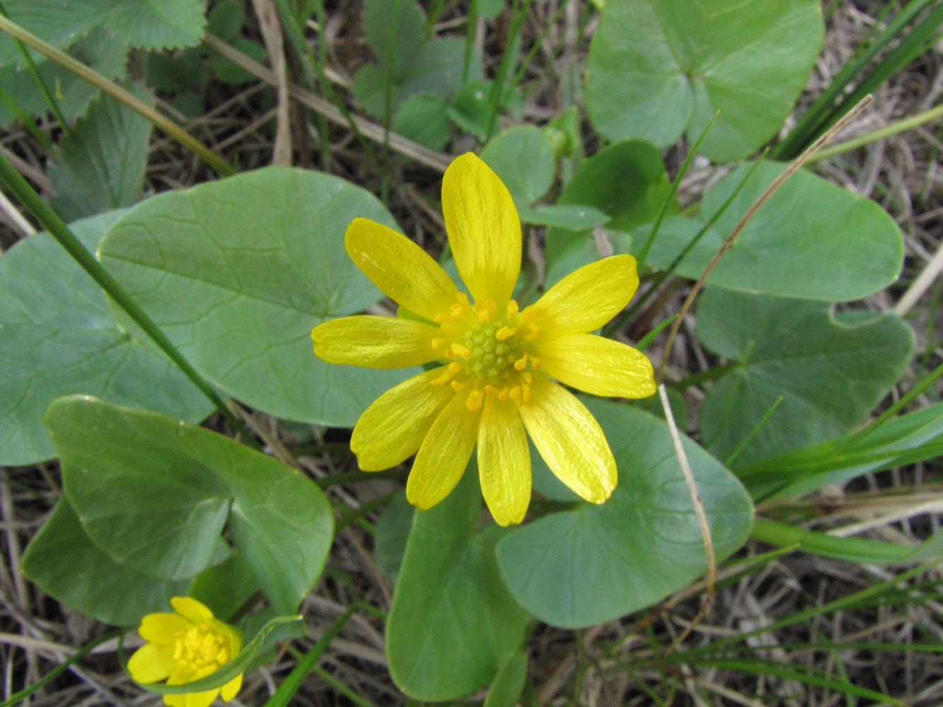 Image of Ficaria verna specimen.