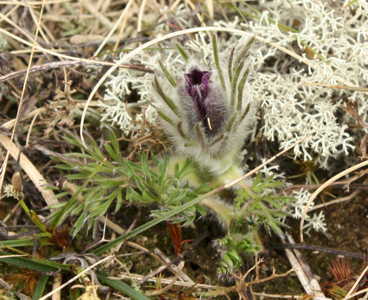 Изображение особи Pulsatilla vulgaris.