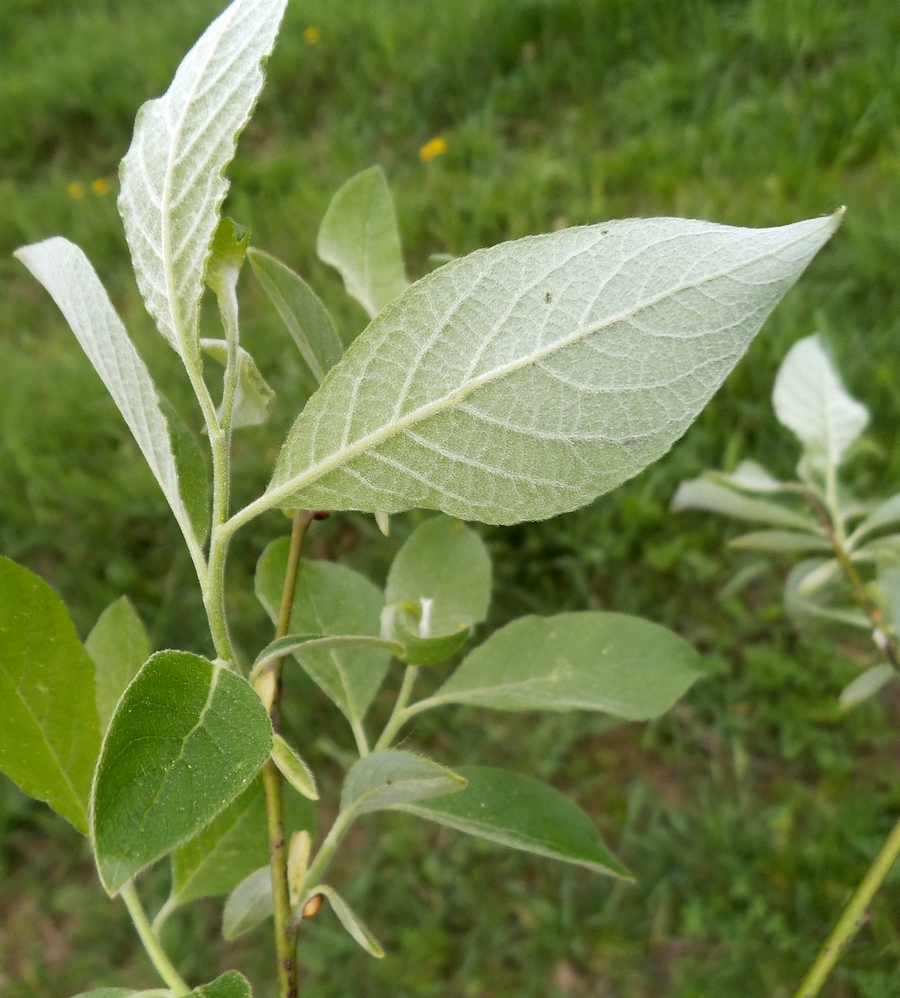 Image of Salix caprea specimen.