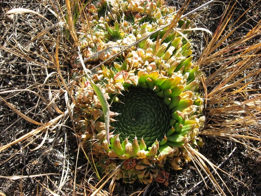 Изображение особи Orostachys spinosa.