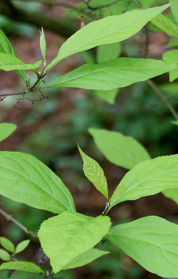 Image of Callicarpa dichotoma specimen.