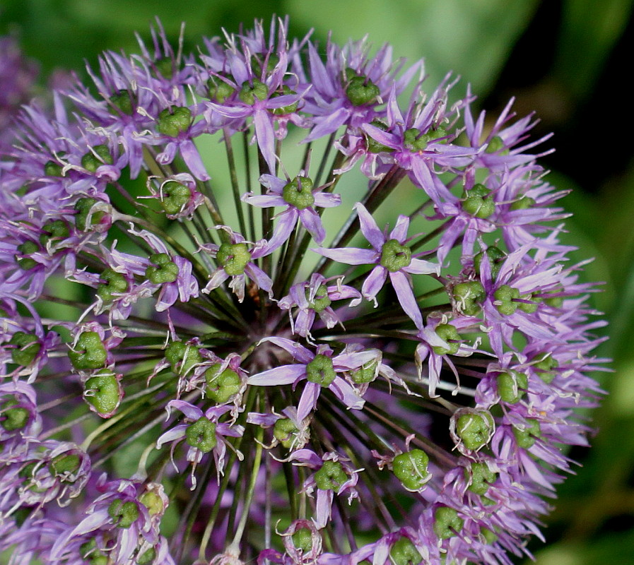 Image of Allium hollandicum specimen.