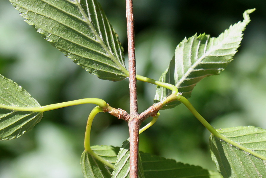 Image of Acer carpinifolium specimen.