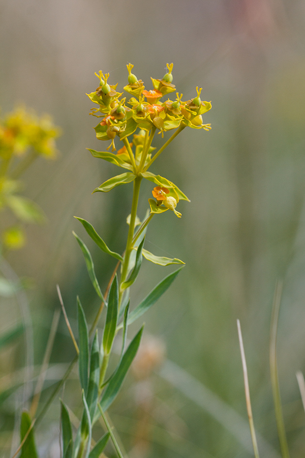 Изображение особи Euphorbia seguieriana.