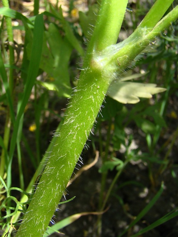 Image of Ranunculus sardous specimen.