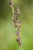 Molinia caerulea. Часть соцветия. Ленинградская обл., Гатчинский р-н, окр. пос. Пудость, сырой луг в старом травертиновом карьере. 13.07.2013.