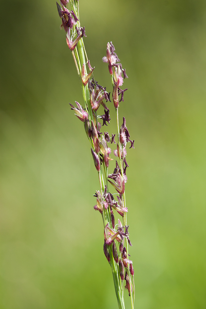 Изображение особи Molinia caerulea.