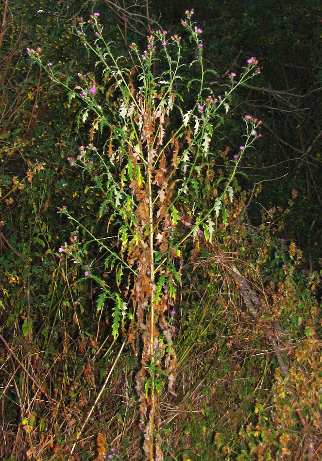 Image of Carduus crispus specimen.