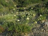 Cephalaria coriacea