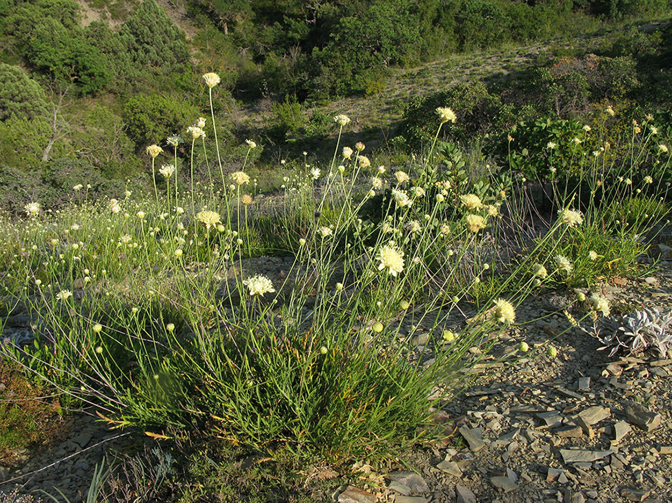 Image of Cephalaria coriacea specimen.