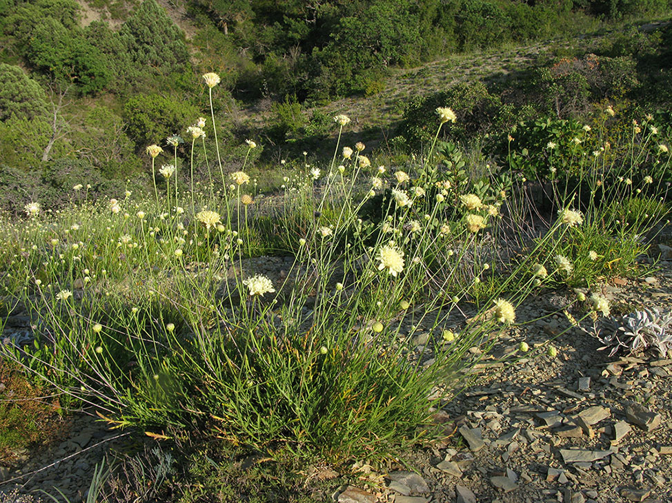 Изображение особи Cephalaria coriacea.