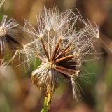 Scorzoneroides autumnalis