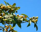 Eriobotrya japonica. Плодоносящая ветвь. Южный Берег Крыма, г. Алупка, парк Воронцовского дворца. Июнь 2010 г.