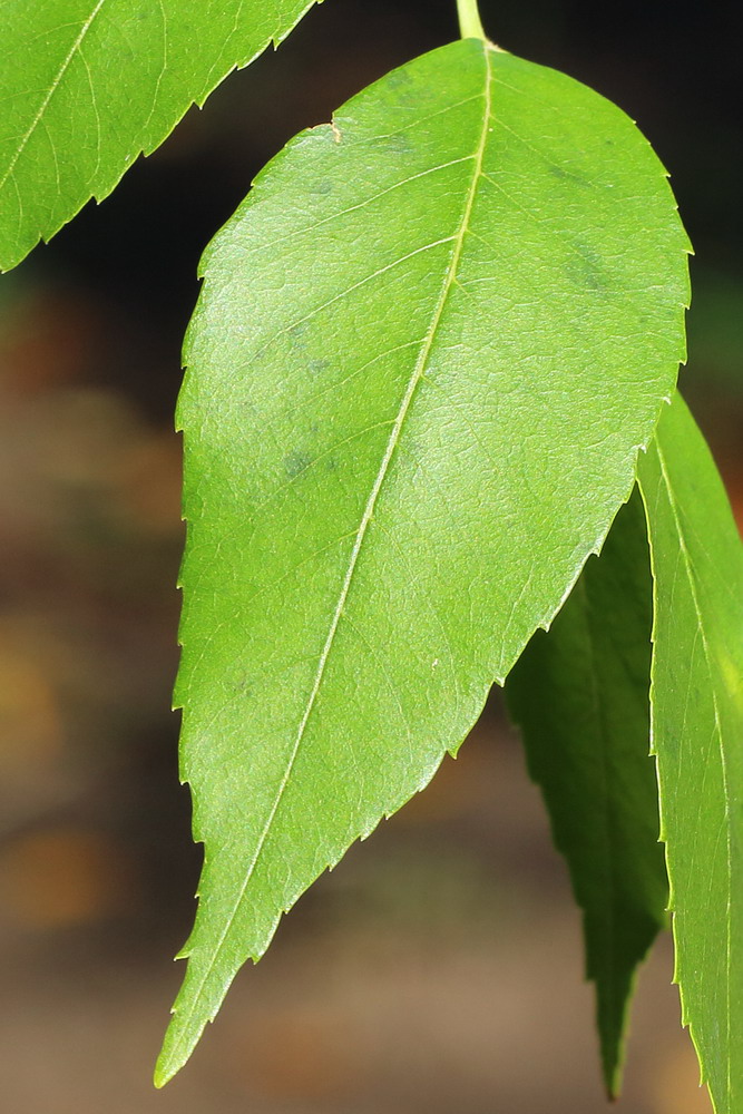 Изображение особи Fraxinus pennsylvanica.