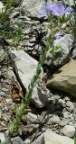 Linum lanuginosum. Цветущее растение. Крым, Ялта, ущелье Уч-Кош. 21.06.2009.