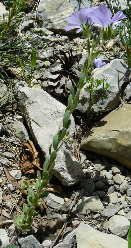 Изображение особи Linum lanuginosum.