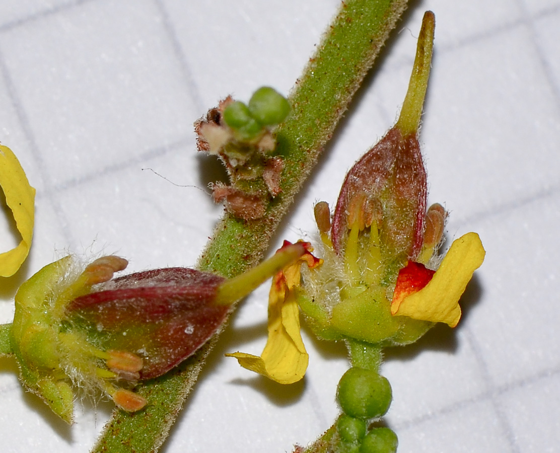 Image of Koelreuteria bipinnata specimen.