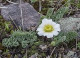 Callianthemum alatavicum