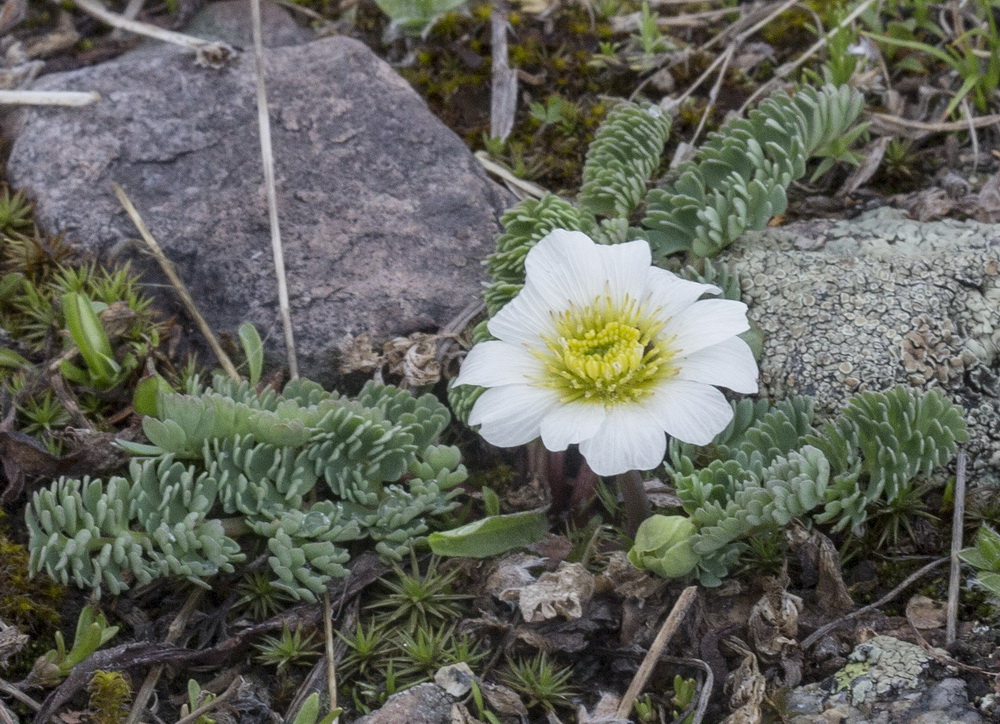 Изображение особи Callianthemum alatavicum.