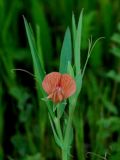 Lathyrus cicera