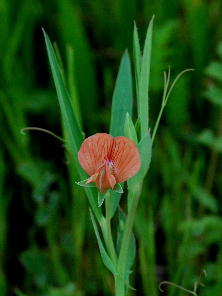 Изображение особи Lathyrus cicera.