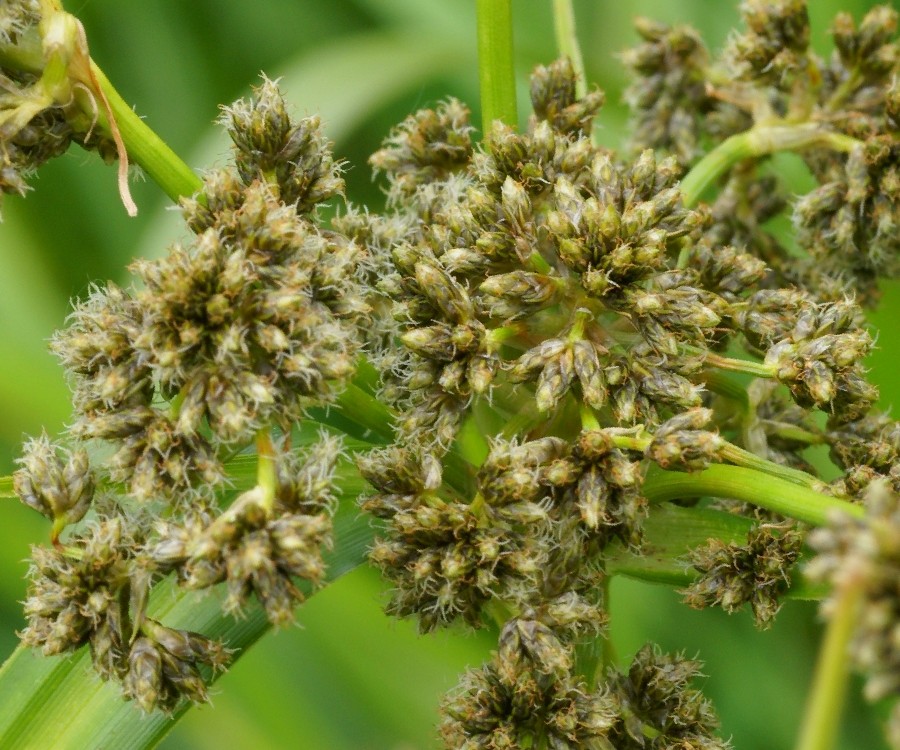 Image of Scirpus microcarpus specimen.