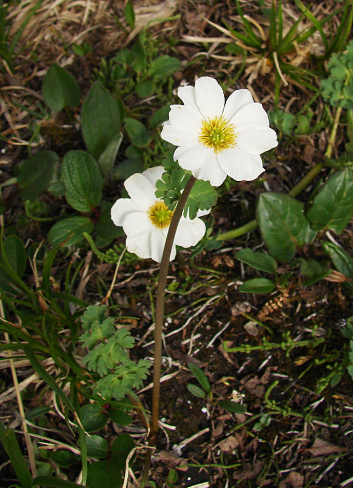 Image of Callianthemum sajanense specimen.