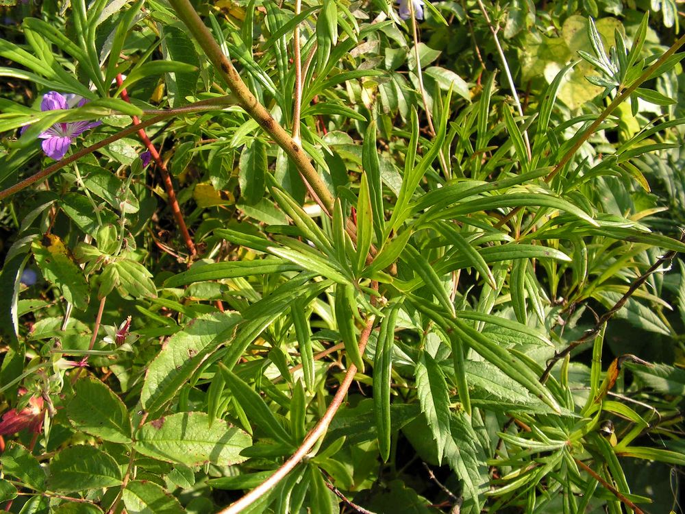 Изображение особи Aconitum macrorhynchum.