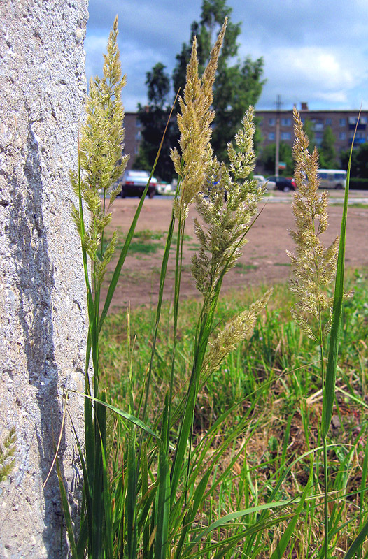 Image of Calamagrostis epigeios specimen.