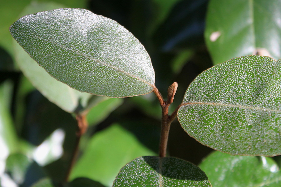 Image of Elaeagnus pungens specimen.