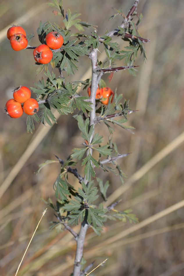 Изображение особи Crataegus orientalis.