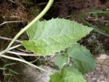 Ligularia narynensis