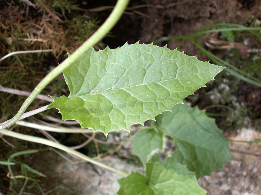 Изображение особи Ligularia narynensis.