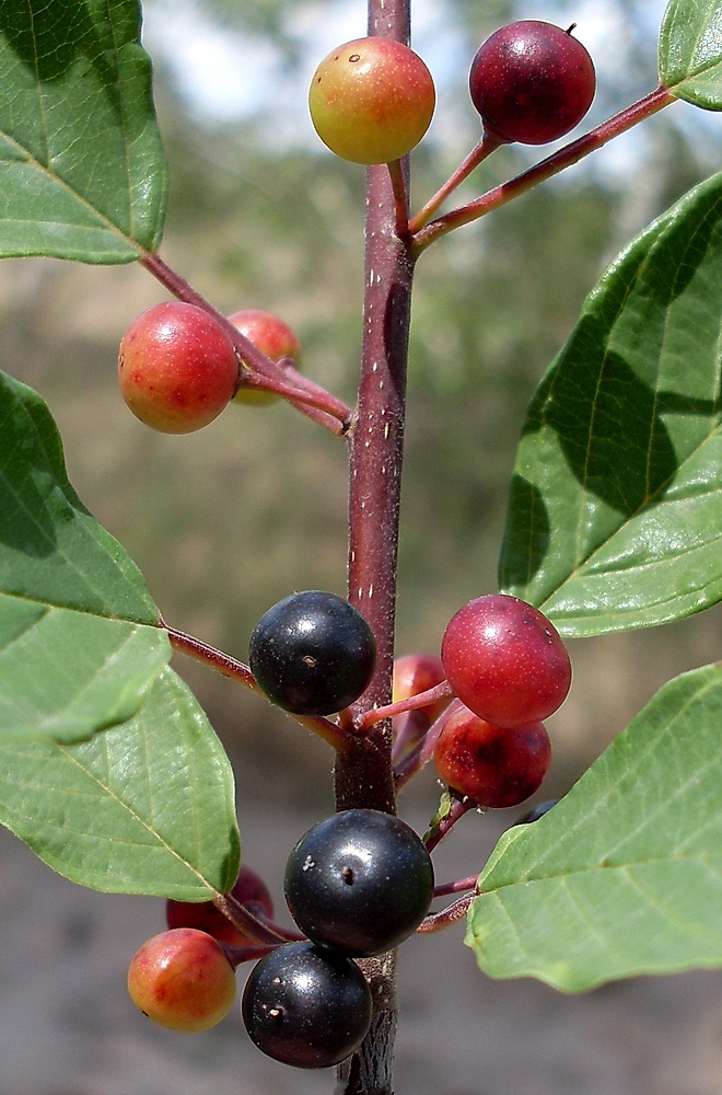 Изображение особи Frangula alnus.