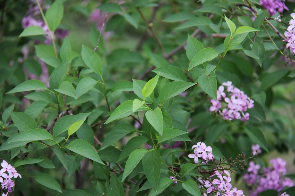 Изображение особи Syringa persica.