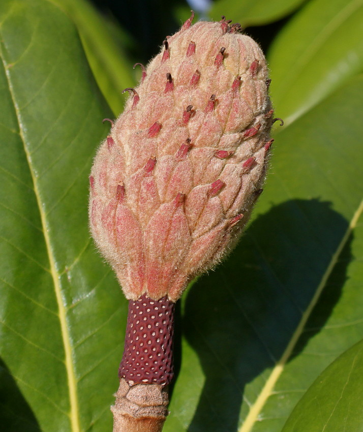 Image of Magnolia grandiflora specimen.