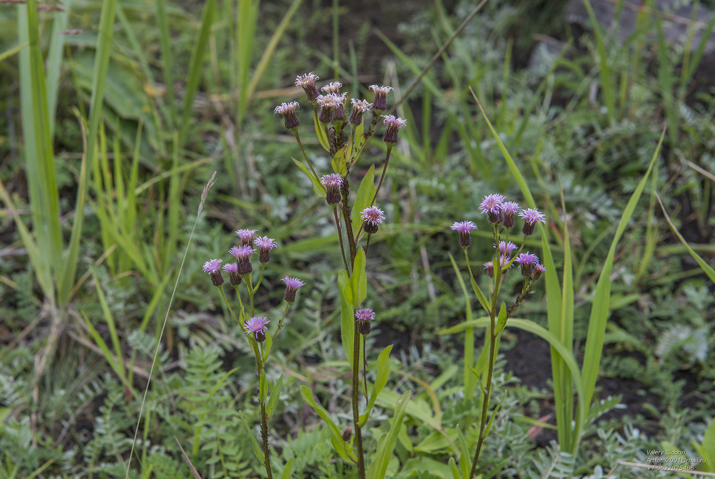 Image of Erigeron kamtschaticus specimen.