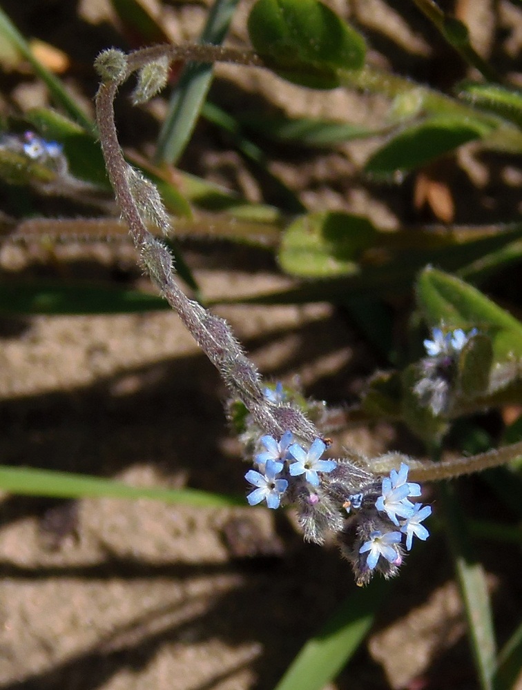 Изображение особи Myosotis micrantha.