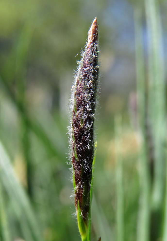 Image of Carex hirta specimen.