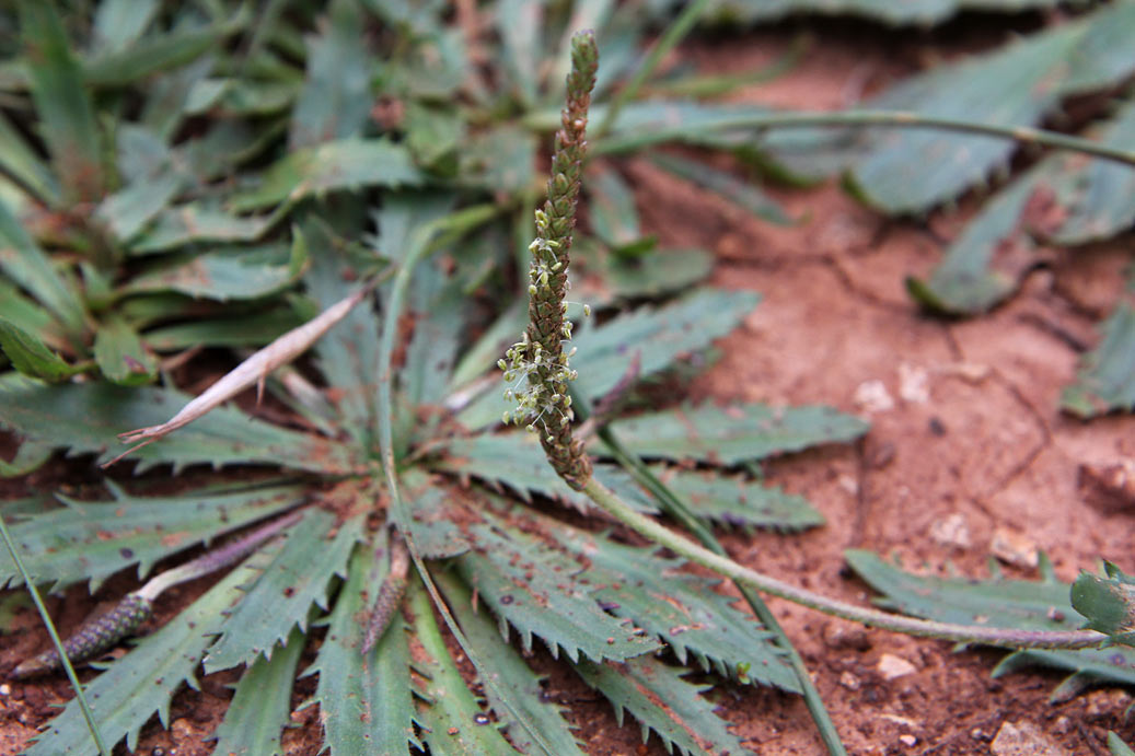Image of Plantago serraria specimen.