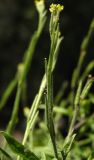 Sisymbrium officinale