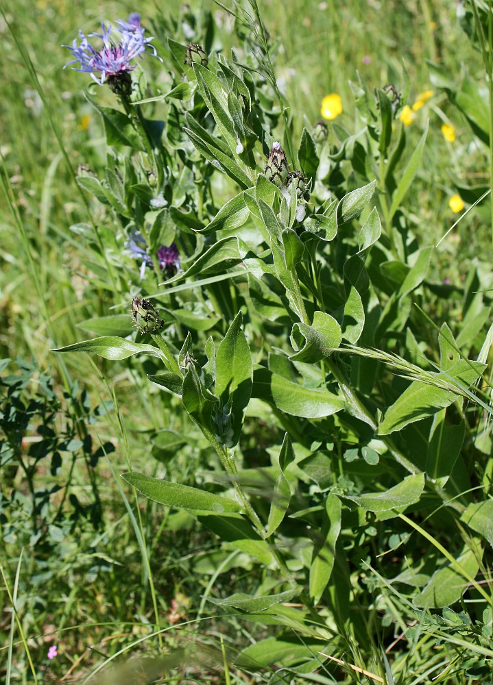 Image of Centaurea triumfettii specimen.