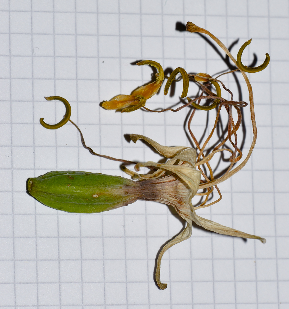 Image of Agave americana specimen.