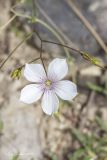 Linum tenuifolium. Верхушка растения с цветком и бутонами. Крым, Бахчисарайский р-н, пос. Куйбышево. 31.05.2014.