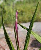 Bletilla striata. Бутон и верхние части листьев. Германия, г. Дюссельдорф, Ботанический сад университета. 04.05.2014.
