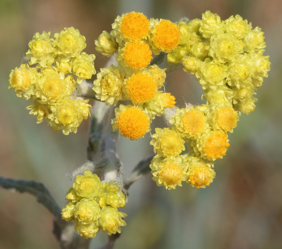 Изображение особи Helichrysum arenarium.