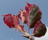 Fagus sylvatica. Верхушка побега ('Purpurea Tricolor'); у листьев видна их нижняя сторона. Германия, г. Дюссельдорф, Ботанический сад университета. 02.06.2014.
